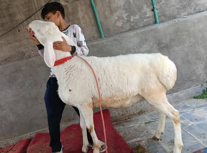 goat urgent for sale what's up number 0313 1498841