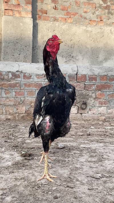 Pure Aseel Murgha for sale con#0309-6870114