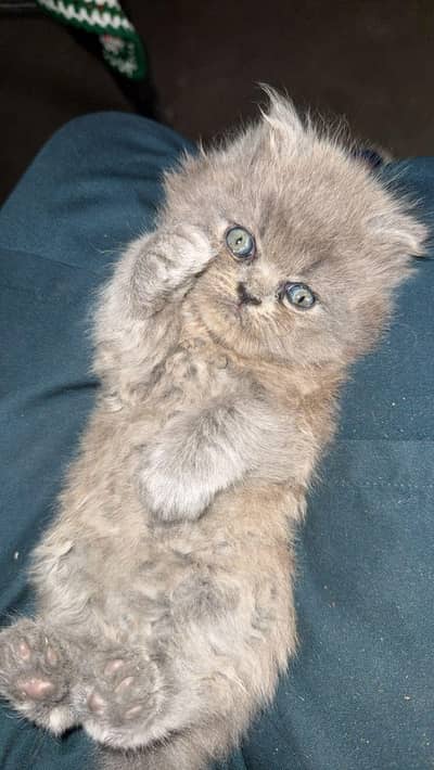 all sale cat 03084300423 one piece 15k