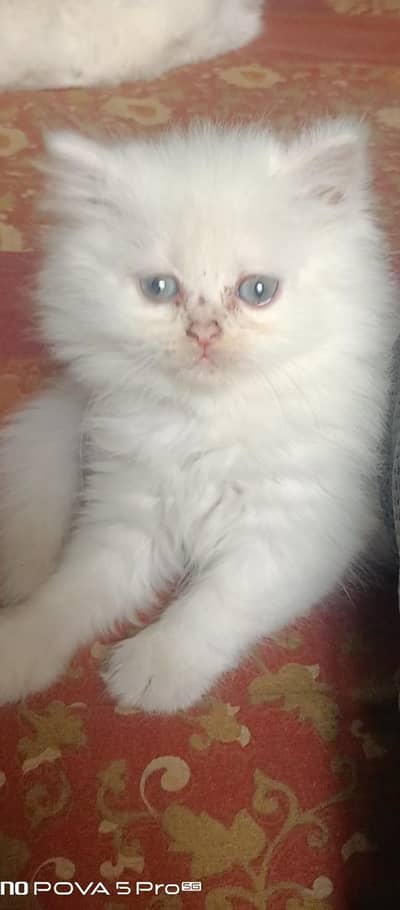 Persian kittens