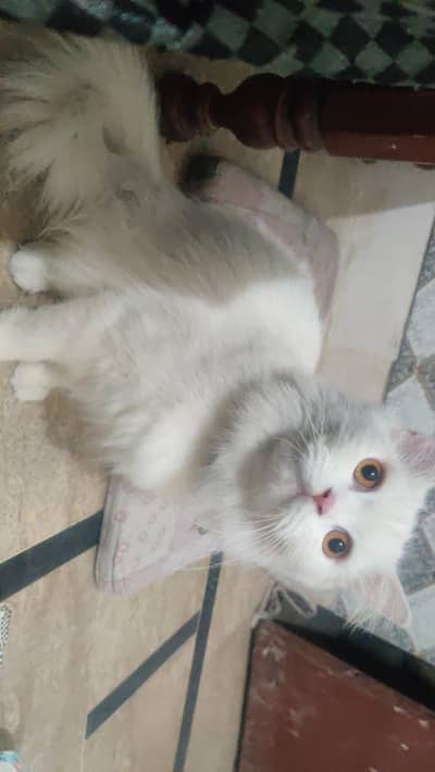 Persian cat train mother