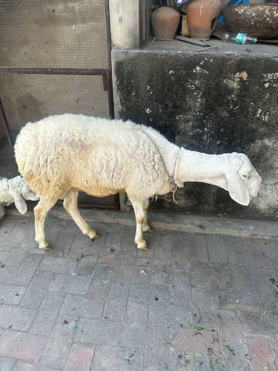 turkey dumba CHOTI chakki