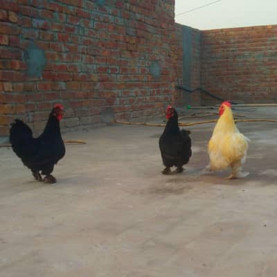 white bantam male or two black bantam females