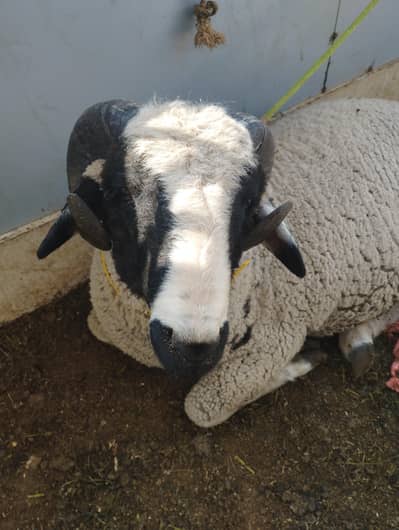 goats for sale with kids