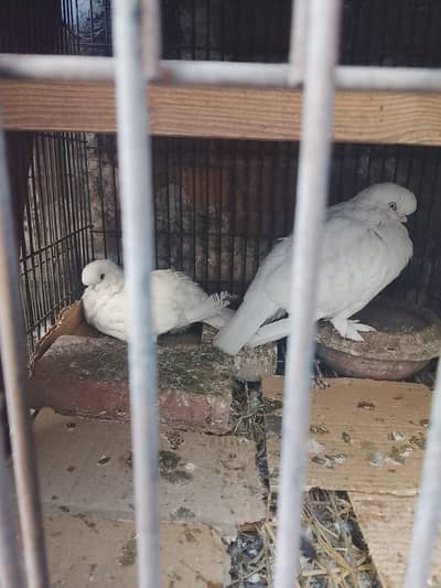 long face pair for sale.