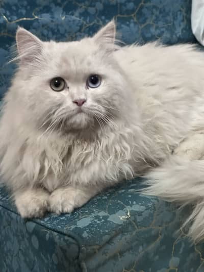 Male Cat for sale in Okara 03156881522