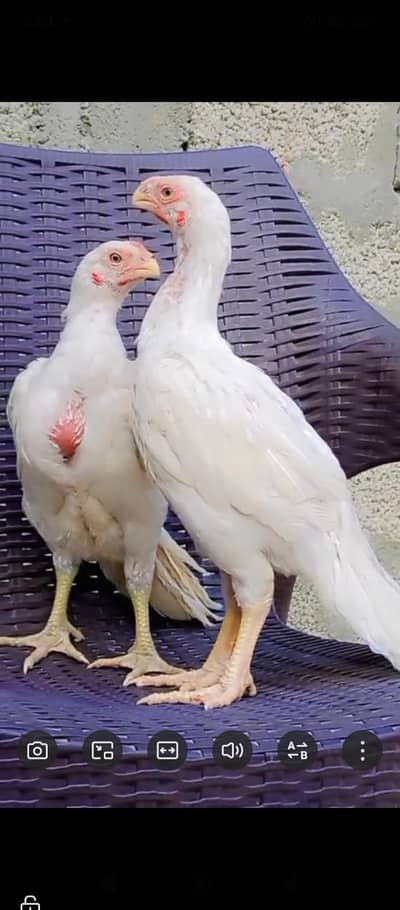 Parrot big. murga age 3month my WhatsApp 03490367553