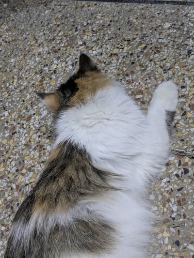 Persian cat - calico print