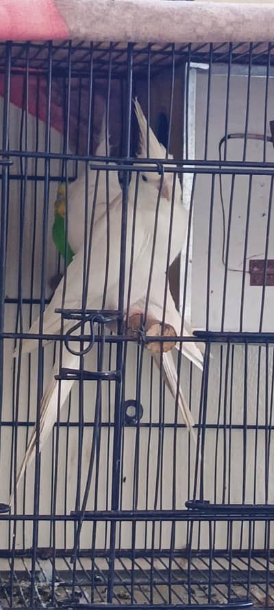 cocktail 2 breeder pair 1 Roteno pair