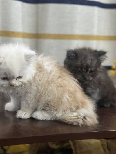 Only serious buyers contact