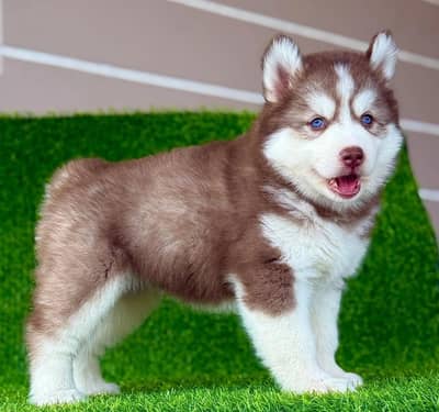 Siberian husky dog for sale 3 month age Whatsapp number 03490036896