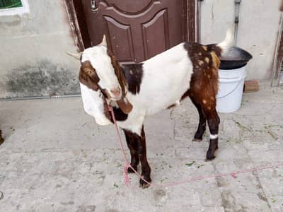 2 Bakra 2 Danth Sale