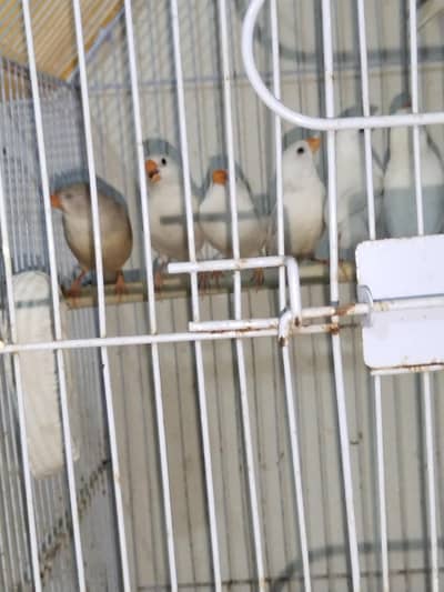 Snow White bor Paid Finch pair