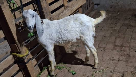 bakra/bakra /bakri/path