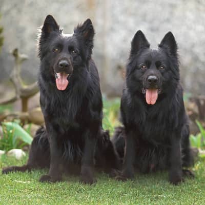 Pedigree Long coated Black german shepherd puppies for sale