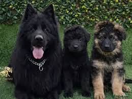 Pedigree Long coated Black german shepherd puppies for sale