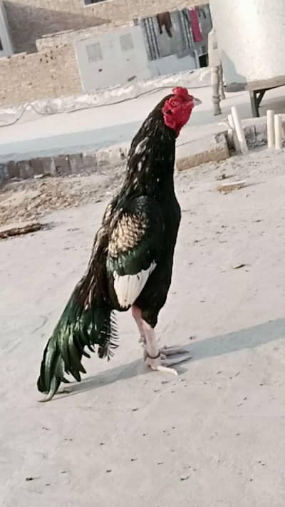 Mianwali Aseel Amroha cross madi