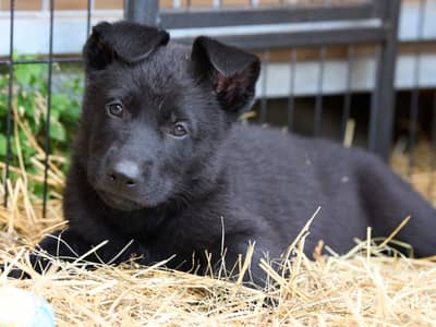 Black german shepherd puppies for sale