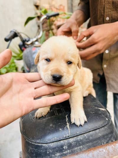 Labrador male puppy available