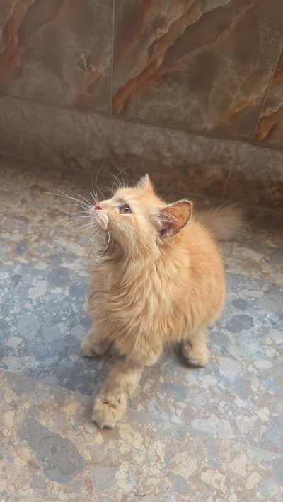 Wanted I lost my cat