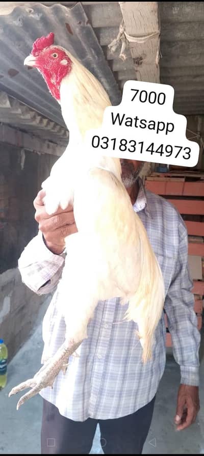 aseel murga | aseel murgi | murga