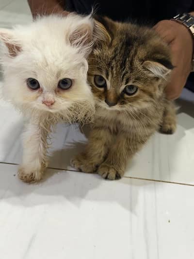 Persian Cute Cat  Pair