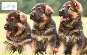 German  shepherd puppies for sale
