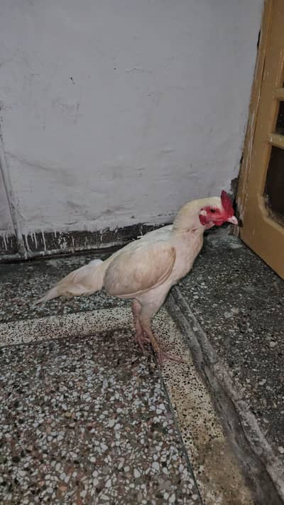 Aseel white Heera and murghi lakhi