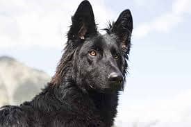 Black  german shepherd puppies for sale