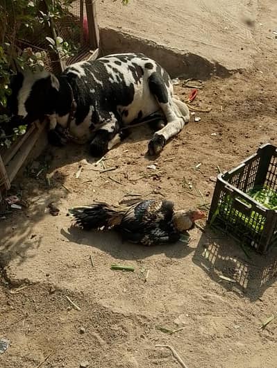 abluk dumba for sale