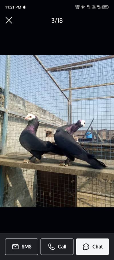 Black mukhi bredar pair