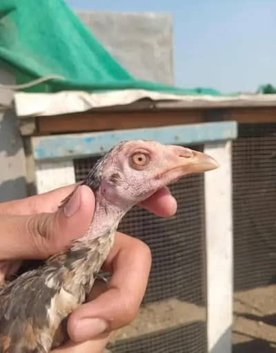 Pure Burmi pair 03214057791