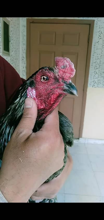 burmi Breeder murga 4sale