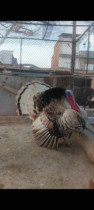 Turkey male available at low cost
