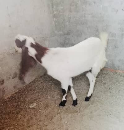 Goat for sale