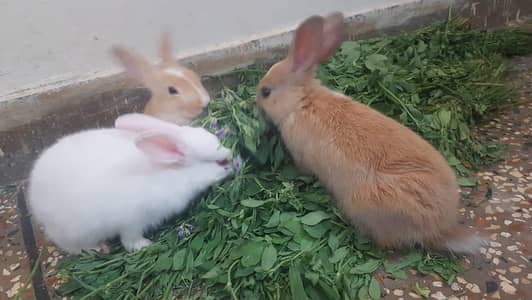 Rabbit Bunny Bunnies Fancy