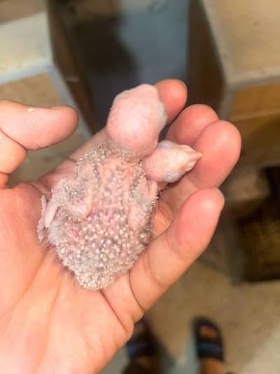 Blue Turquoise Conure