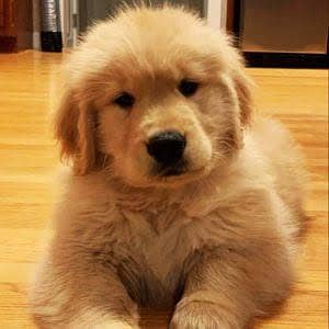Golden retriever puppies