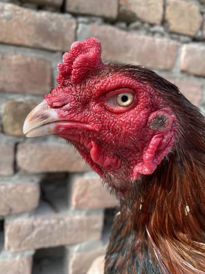 Aseel pure mianwali breed lasani or Lakha