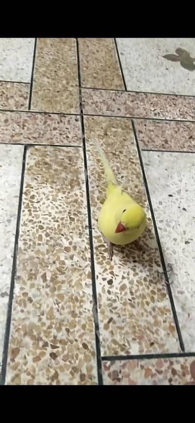 Yellow Ring neck breeder female for sale