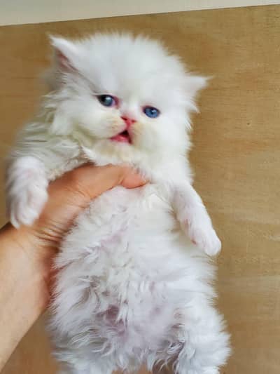Persian Kittens For Sale
