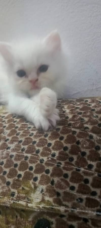 White female punch face