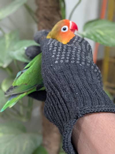 labhatt ka joda first breed