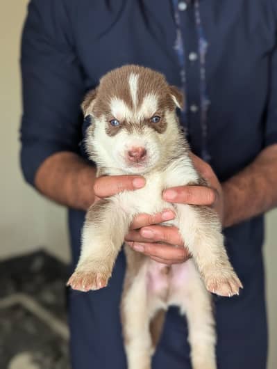 Pure Siberian Husky Puppies | Male & Female
