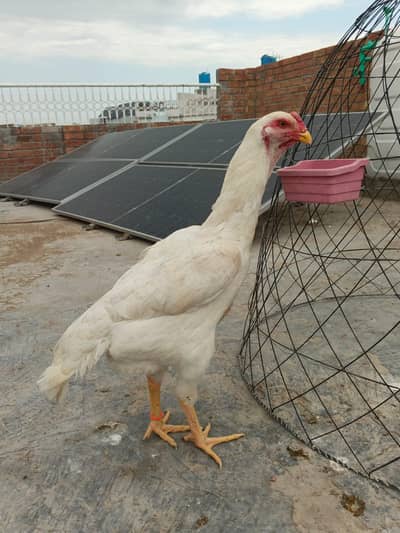 white shamoo breeder female and chicks for sale