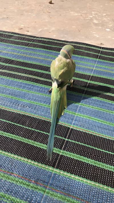 Fully hand trend and talking