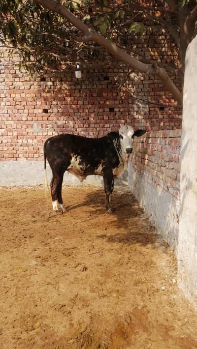 2dnt +paka kheera bachra 11janwar for sale