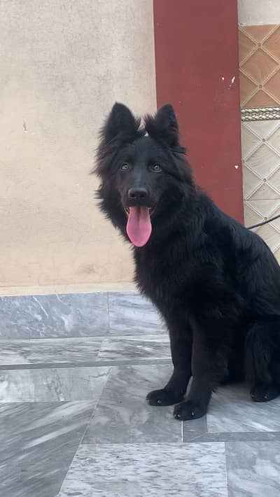 Black german shepherd full caot