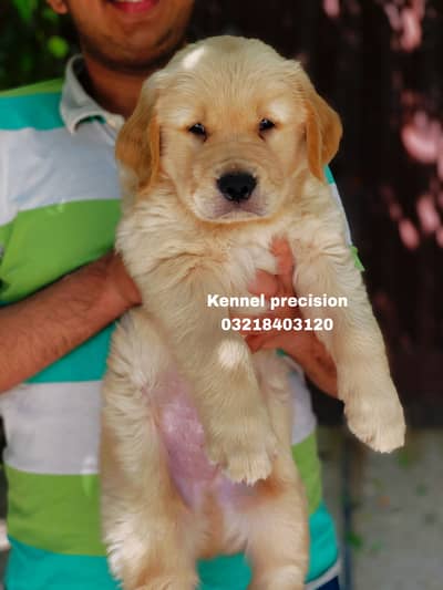 Golden retriever pedigree imported puppies are available for sale