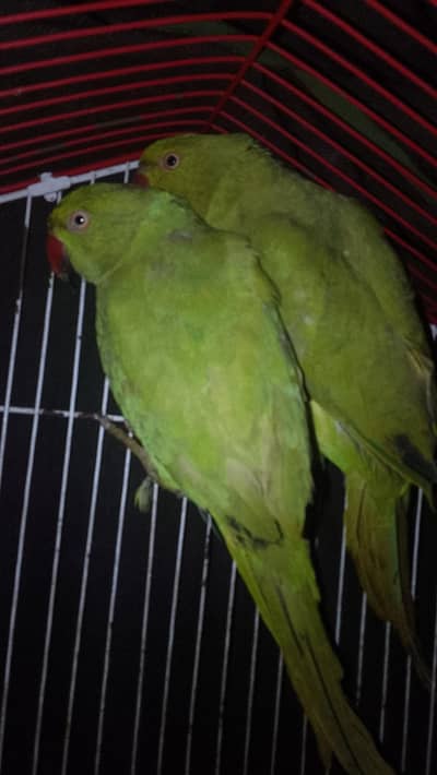 Eid offer green ring nick pair raw baby green ring nick baby